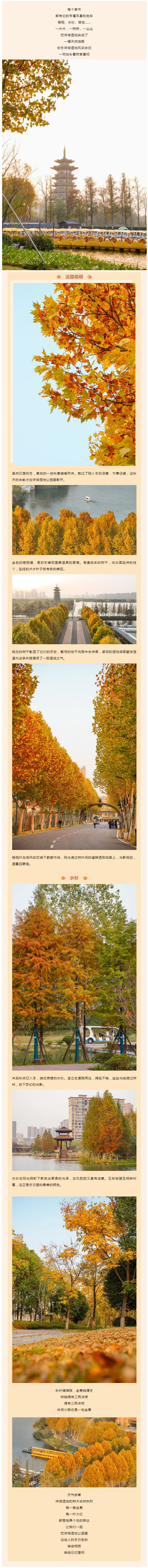 初冬涼、樹葉黃 __ 將油畫般的洋湖濕地裝進(jìn)相冊(cè).png